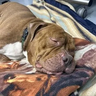 An adult large-sized male American Bulldog dog named Hulk for adoption in Worcester, MA
