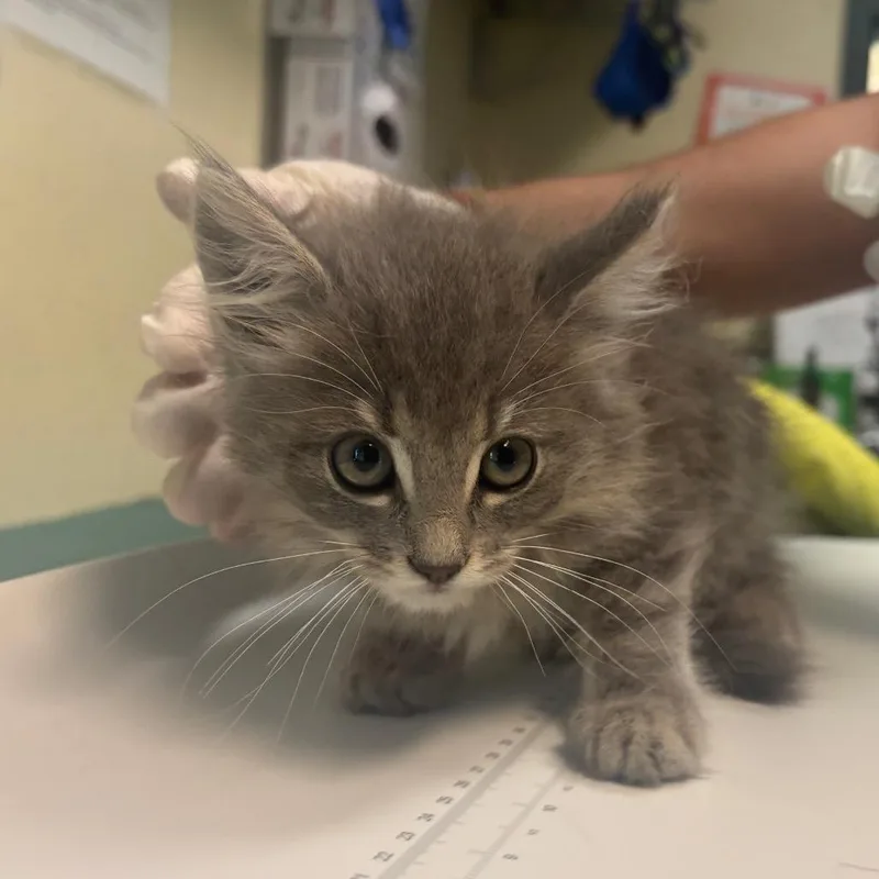 A baby small-sized female Gray / Blue / Silver Domestic Medium Hair cat named Willow for adoption in Pasadena, CA