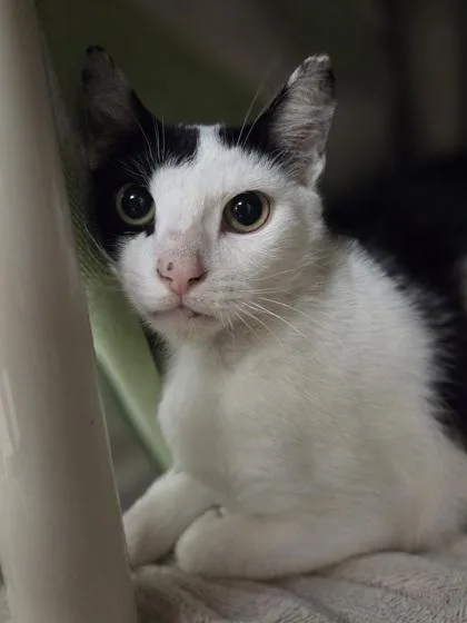 An adult medium-sized female Domestic Short Hair cat named Yuki for adoption in Westland, MI