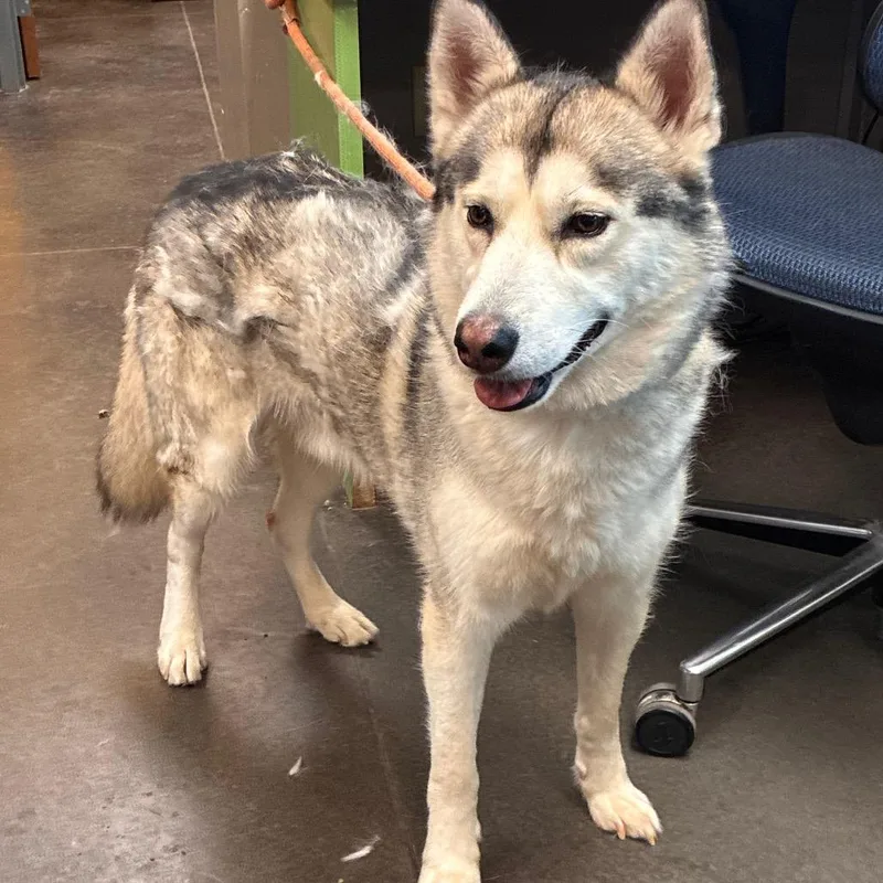 An adult medium-sized male Husky dog named Micco for adoption in Norman, OK