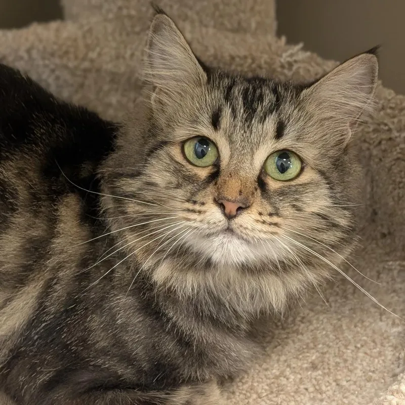 A young medium-sized female Brown / Chocolate Domestic Long Hair cat named Sweet Potato for adoption in Sonoma, CA
