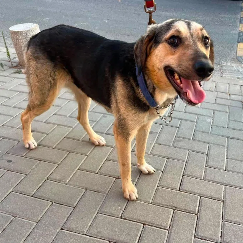 An adult medium-sized female Shepherd dog named Jessica for adoption in Alexandria, VA