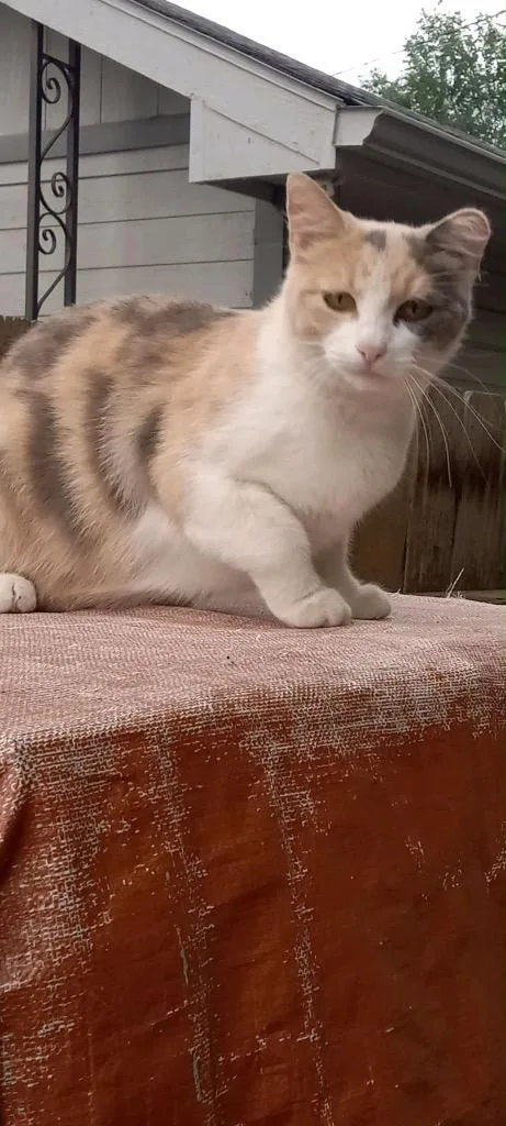 An adult medium-sized female Dilute Calico cat named Calli for adoption in Grand Junction, CO