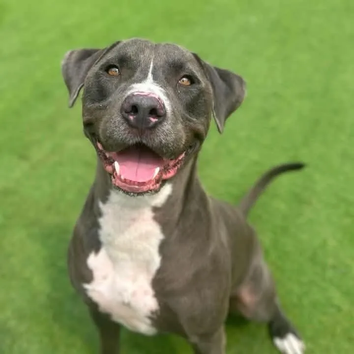 A young large-sized male Gray / Blue / Silver American Bulldog dog named Blue for adoption in San Antonio, TX