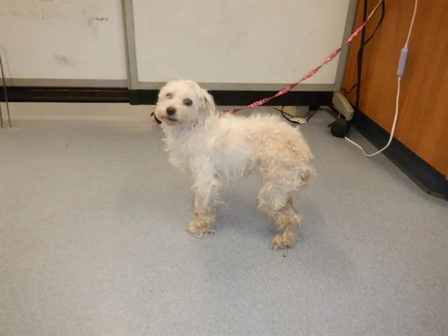 A senior small-sized female Maltese dog named Paquita for adoption in San Jose, CA