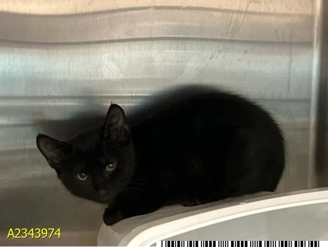 A baby small-sized male Domestic Short Hair cat named Aster for adoption in West Palm Beach, FL