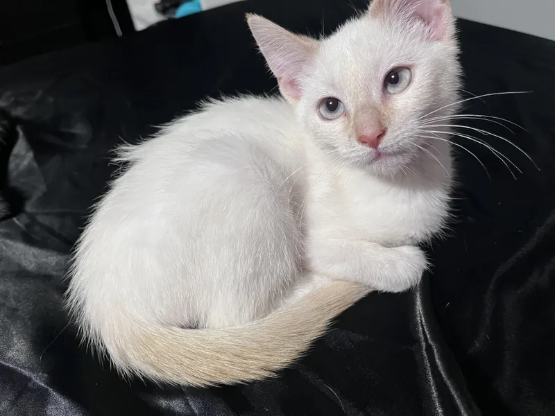 Ember