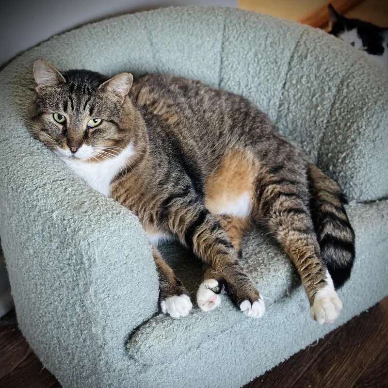 An adult extra large-sized male Tabby (Brown / Chocolate) Domestic Short Hair cat named Callan for adoption in Buffalo, NY