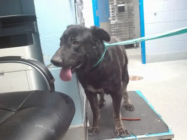 An adult medium-sized male Labrador Retriever dog named Panther for adoption in Albuquerque, NM