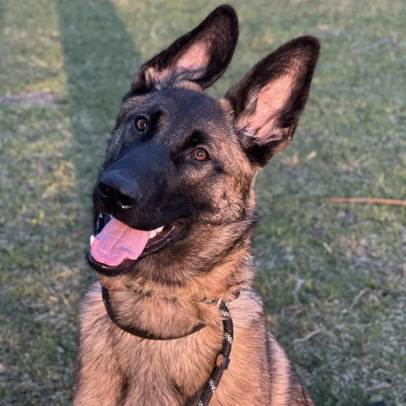 A young large-sized male Black German Shepherd Dog dog named Jericho for adoption in Hinsdale, IL