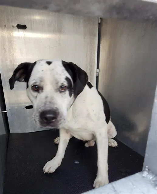 A young medium-sized male American Staffordshire Terrier dog named Woody for adoption in San Antonio, TX