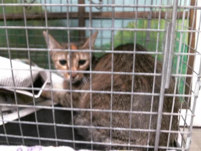 A young medium-sized female Domestic Short Hair cat named Mandy for adoption in Houston, TX