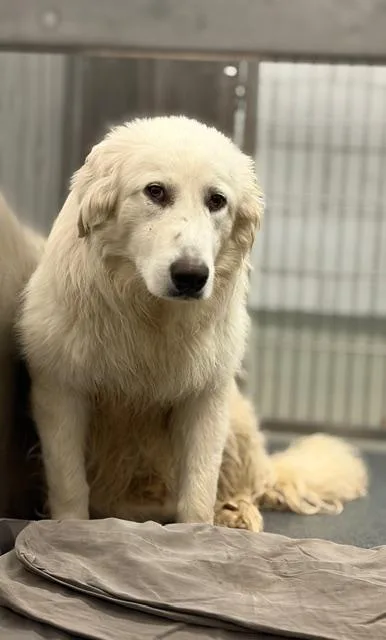 A young medium-sized male Great Pyrenees dog named Bobo for adoption in Dallas, TX