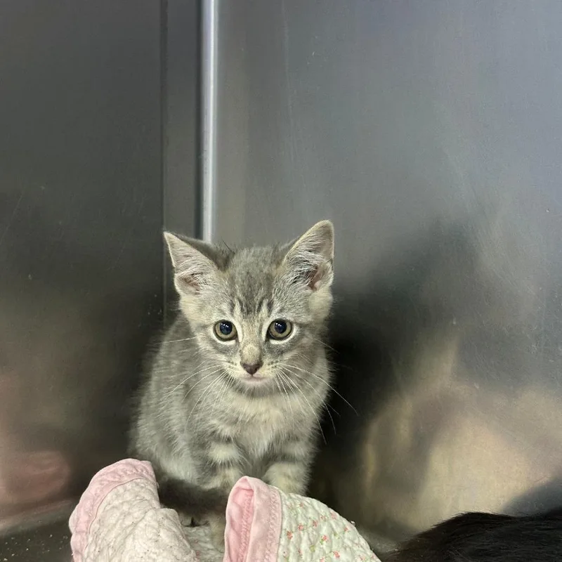 A baby small-sized male Gray / Blue / Silver Domestic Long Hair cat named Commodore for adoption in Coos Bay, OR