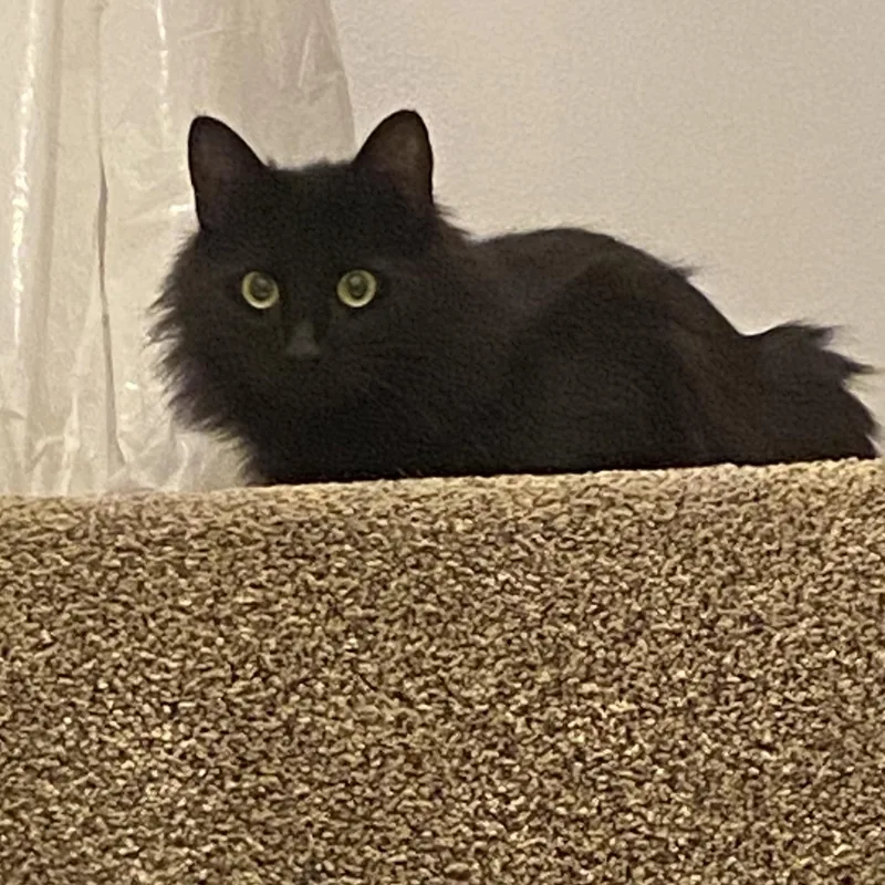 Jayquellin thumbnail 2