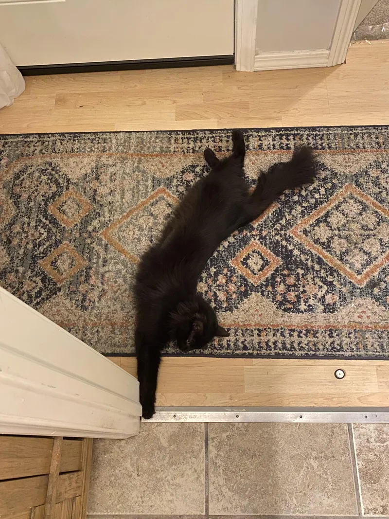 Jayquellin thumbnail 3