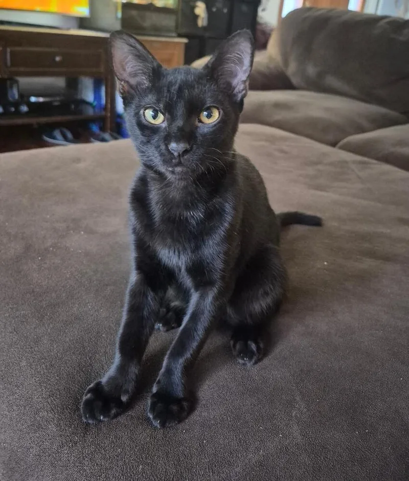 Bagheera thumbnail 2