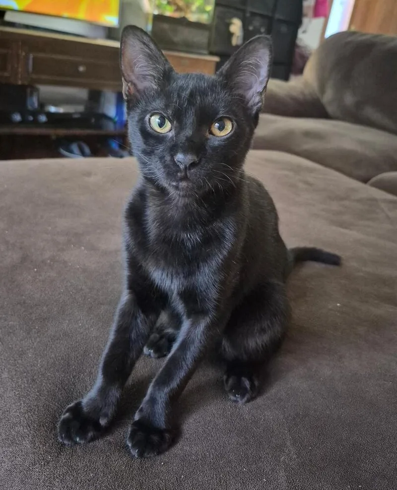 Bagheera thumbnail 3