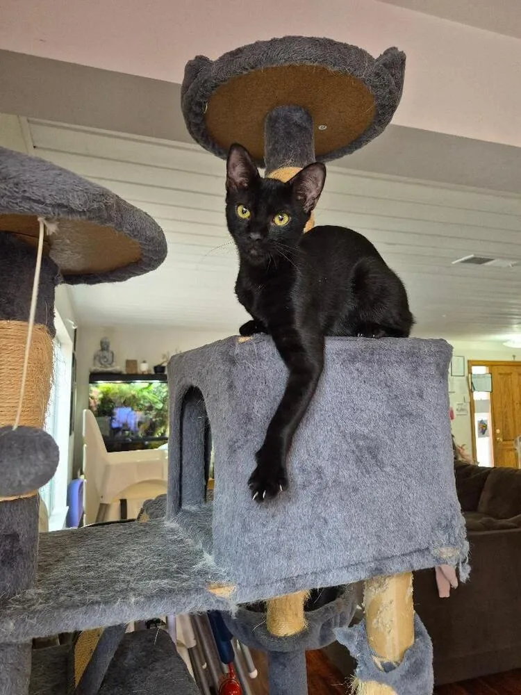 Bagheera thumbnail 4