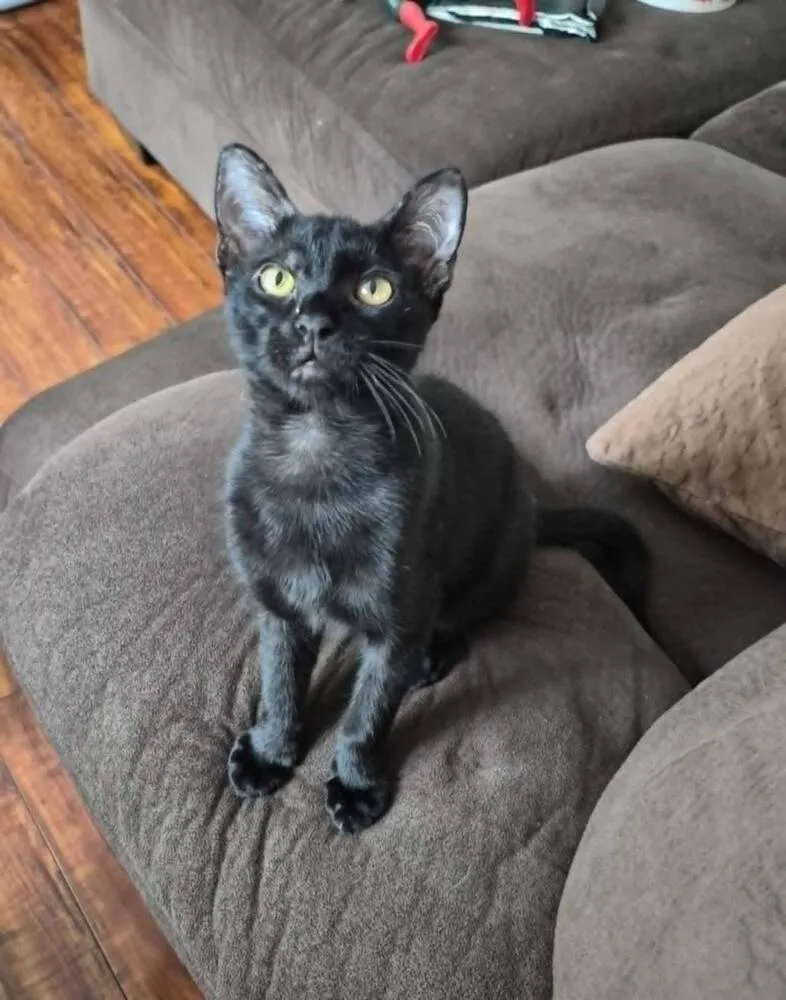 Bagheera thumbnail 5