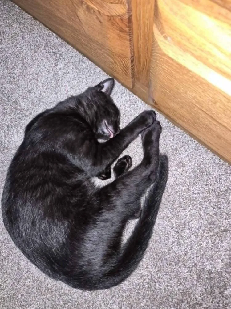 Bagheera thumbnail 6