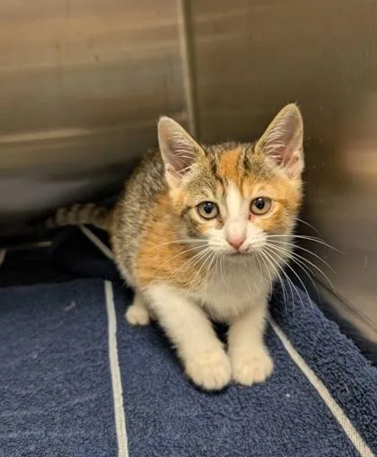 A young small-sized female Domestic Short Hair cat named Nugget for adoption in Aiken, SC