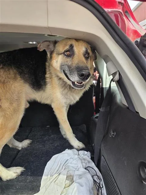 An adult large-sized male German Shepherd Dog dog named Shadow for adoption in San Antonio, TX