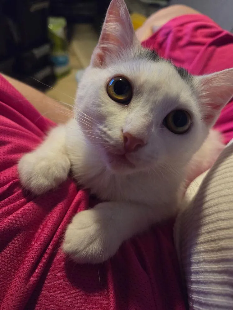A baby small-sized female Gray & White Domestic Short Hair cat named Bunny for adoption in Deltona, FL