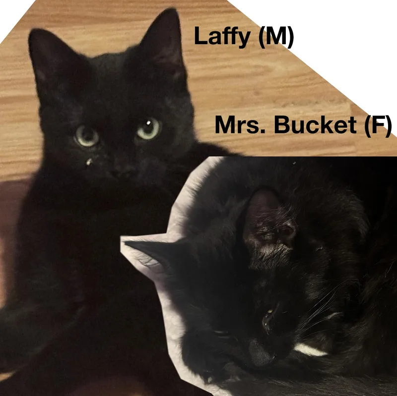 Laffy & Mrs. Bucket