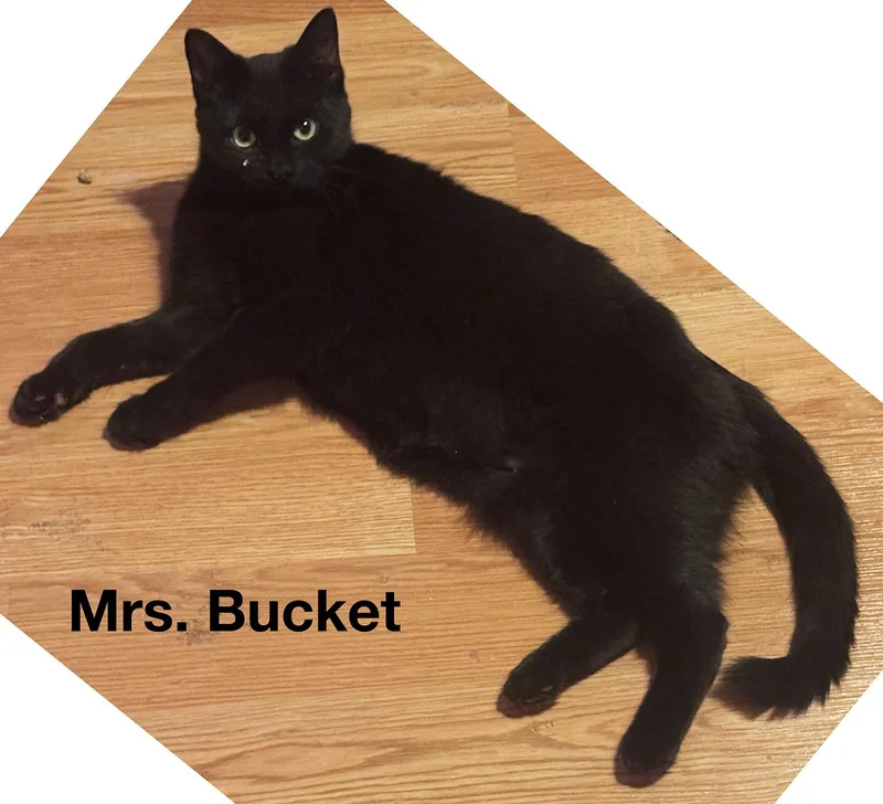 Laffy & Mrs. Bucket thumbnail 4