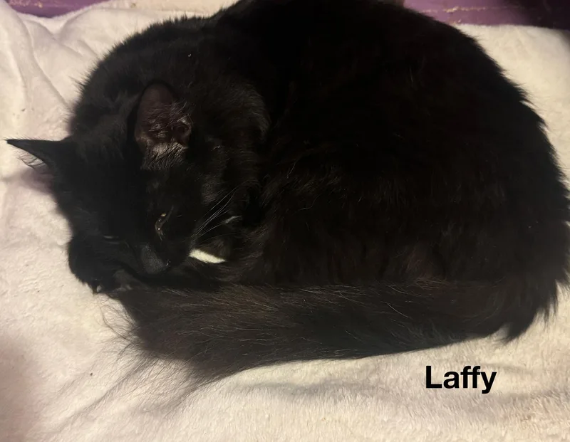 Laffy & Mrs. Bucket thumbnail 5