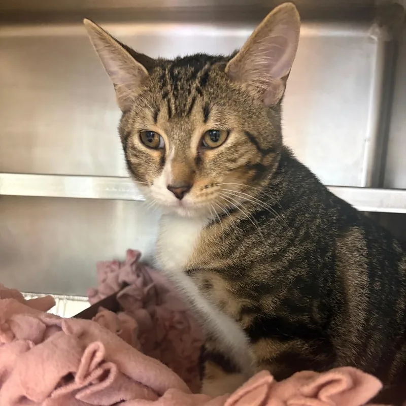 A baby medium-sized male Brown / Chocolate Domestic Short Hair cat named Chip for adoption in Chicago, IL