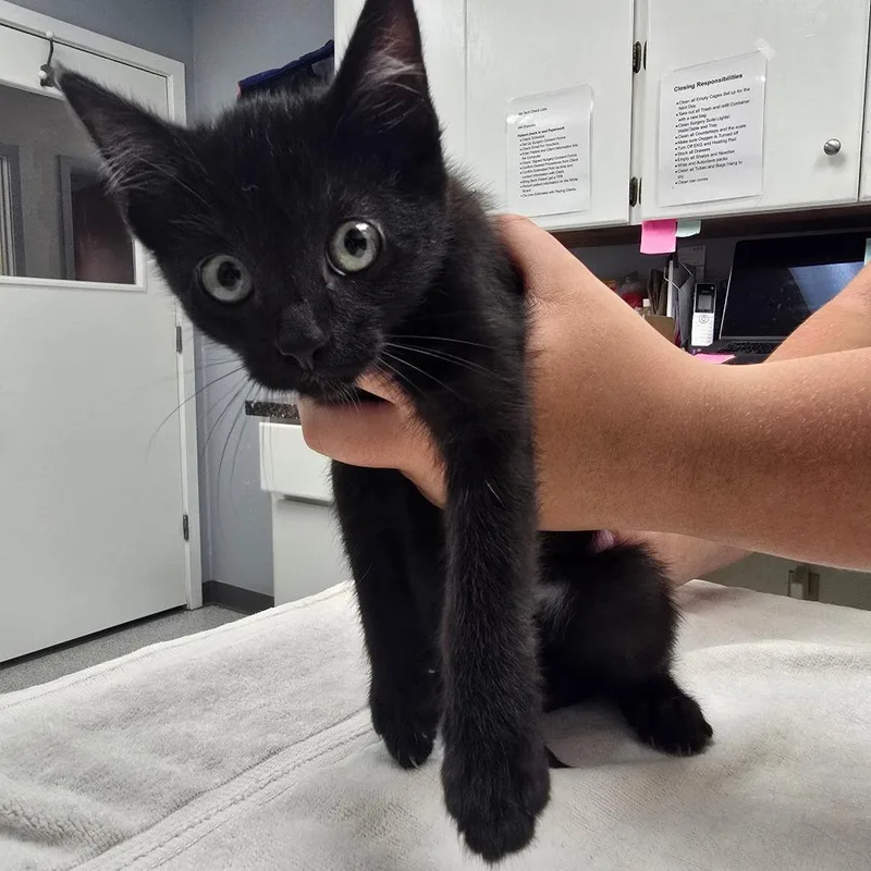 A baby small-sized female Black Domestic Short Hair cat named Shelly for adoption in Fort Bragg, CA