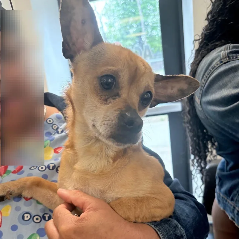 An adult small-sized male Brown / Chocolate Mixed Breed dog named Boss for adoption in Philadelphia, PA