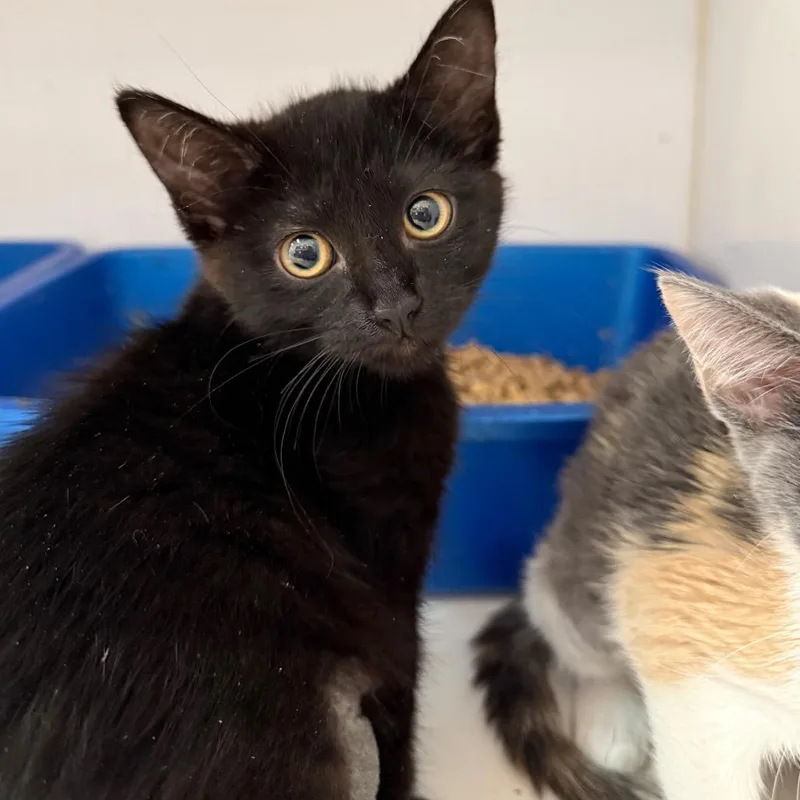 A baby small-sized female Black Domestic Short Hair cat named Tangela for adoption in Kanab, UT