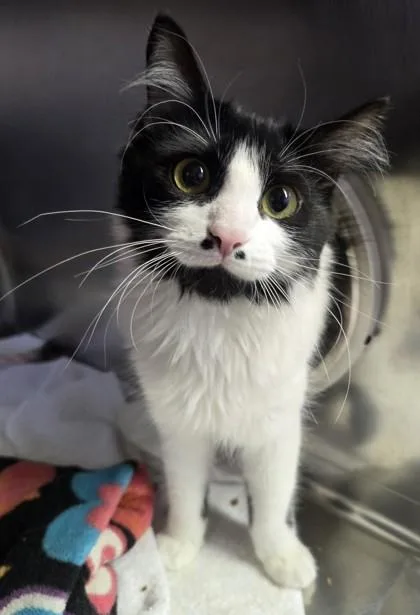 A baby small-sized female Domestic Medium Hair cat named Angel Bites for adoption in Roseville, CA