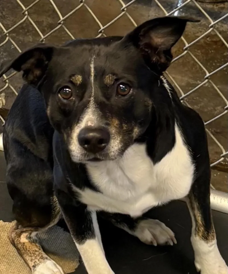 A young medium-sized male Terrier dog named Blitzer Hold for adoption in Canton, OH