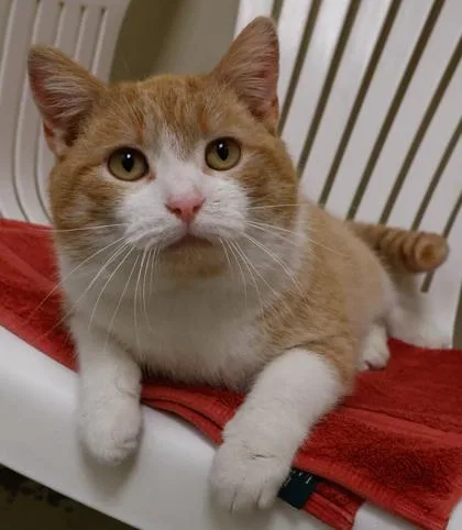 A young medium-sized male Domestic Short Hair cat named Peak for adoption in Verona, WI