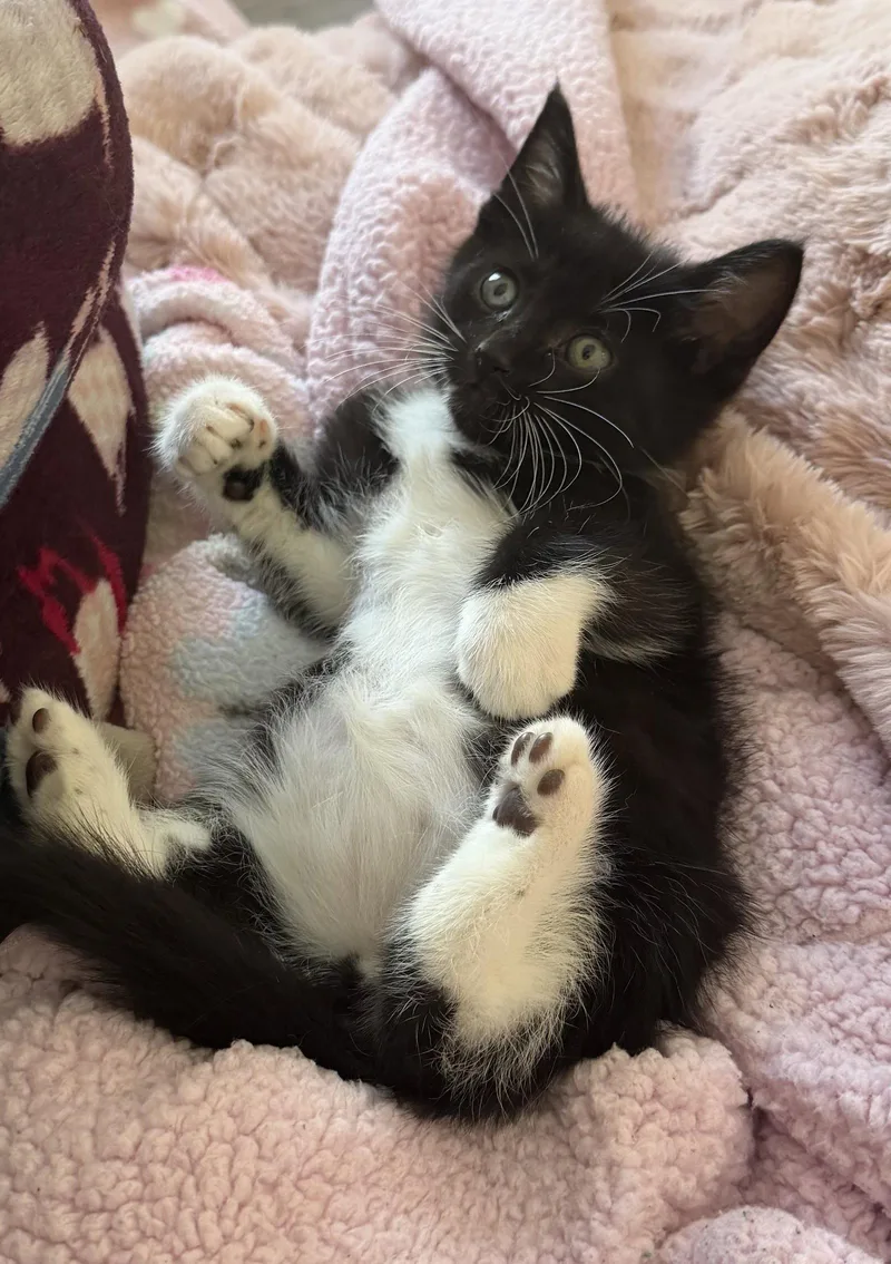 A baby medium-sized male Domestic Short Hair cat named Rolex for adoption in Buford, GA