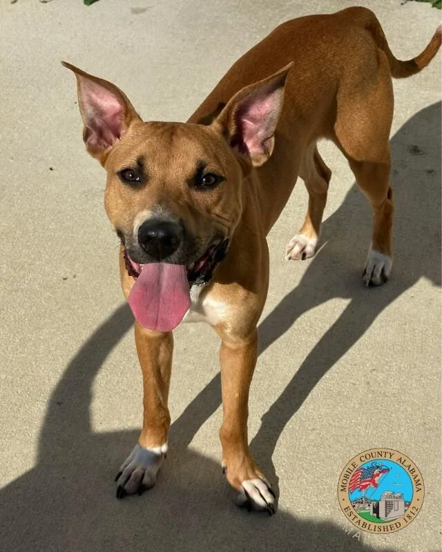 An adult medium-sized male Brown / Chocolate Pit Bull Terrier dog named Billy for adoption in Mobile, AL