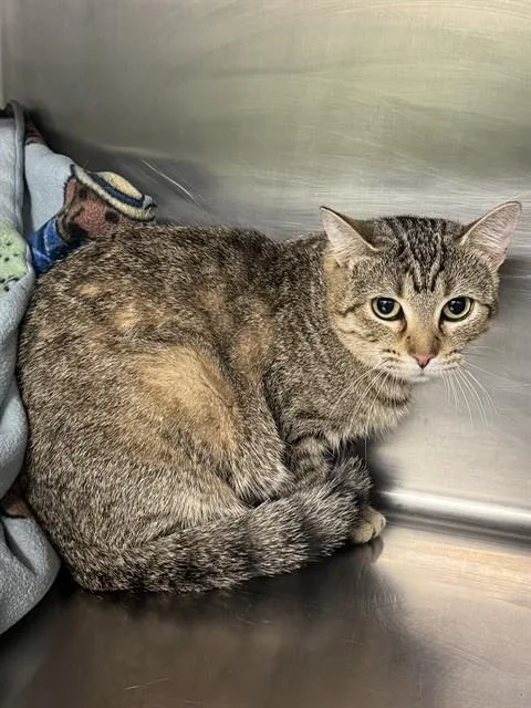 A young large-sized female Domestic Short Hair cat named Cream for adoption in Grand Prairie, TX