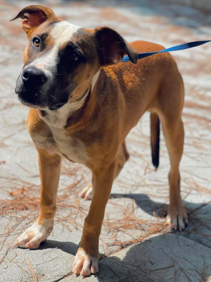 An adult medium-sized male Pointer dog named AC "Han Solo" for adoption in Conyers, GA