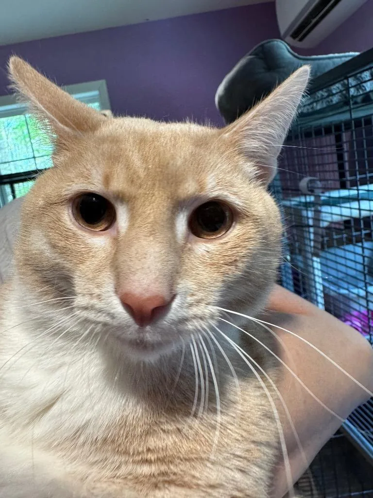 A young small-sized male Domestic Short Hair cat named L.c. for adoption in Cambridge, MD