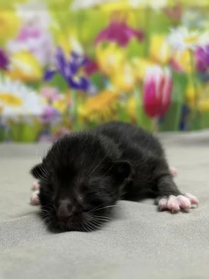 A baby small-sized female Domestic Short Hair cat named Baymax for adoption in San Antonio, TX