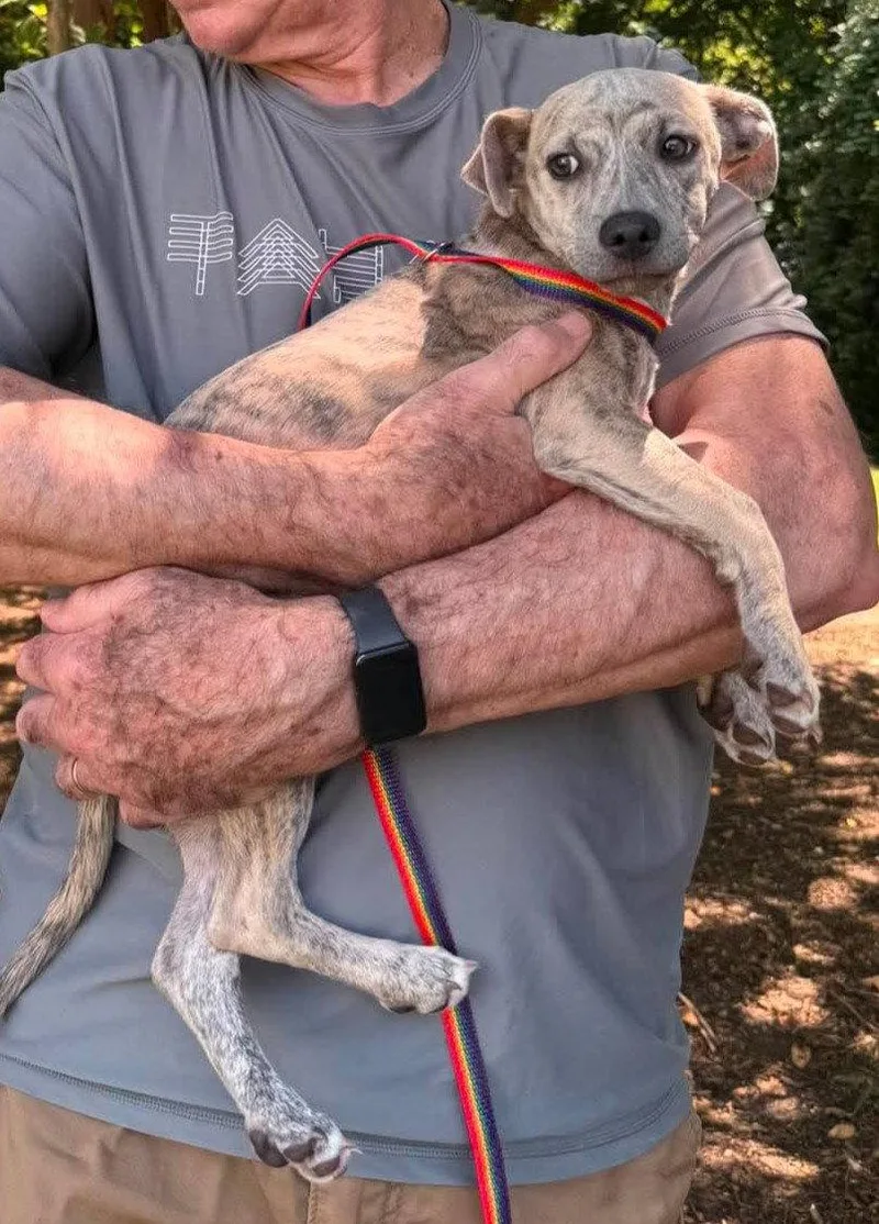 A young medium-sized female Greyhound dog named Amber for adoption in Holly Springs, NC