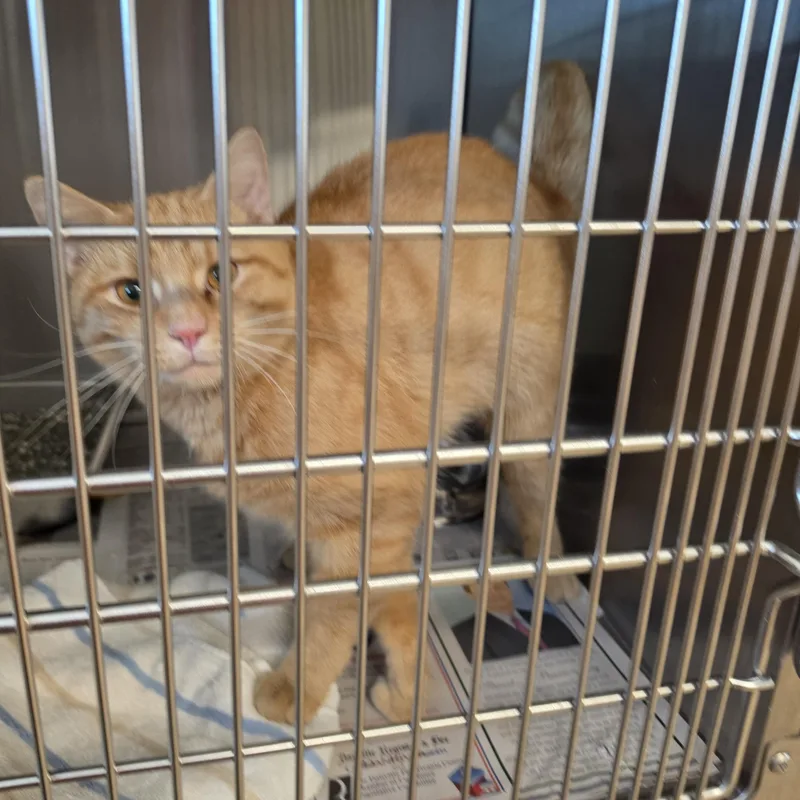 An adult large-sized male Domestic Short Hair cat named Roger for adoption in Danville, VA