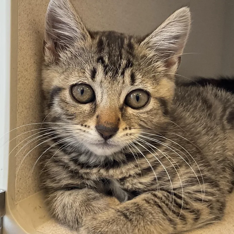 A baby small-sized female Tortoiseshell Domestic Short Hair cat named Wusspuss for adoption in Redwood City, CA