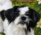 Coconut thumbnail 2