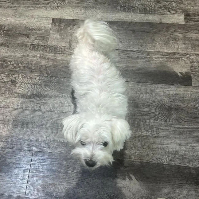 A senior small-sized female White / Cream Maltese dog named Lilo for adoption in Kansas City, MO
