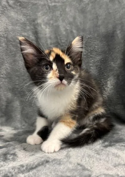 A young medium-sized female Domestic Short Hair cat named Callie for adoption in Buffalo, MN